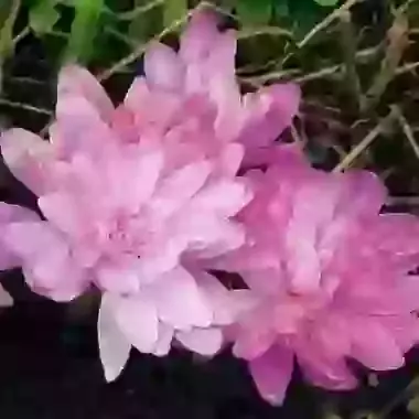 Waterlily
